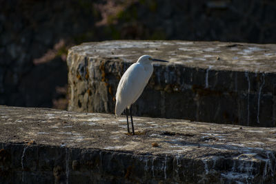 Close-up of snowy egret perching on stone post