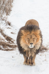 Lion standing upright, surveying his surroundings