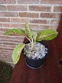 Close-up of potted plant against wall