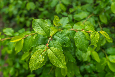 Close-up of insect on leaves