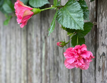 Close-up of pink rose