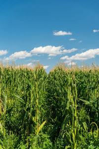 Plants growing on field against sky