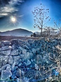 Frozen plants on land against sky