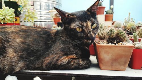 Close-up of cat by potted plants on table