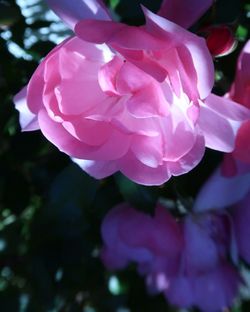 Close-up of pink rose