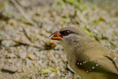 Close-up of a bird on land