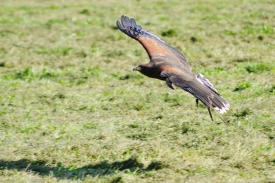 Close-up of eagle flying in grass