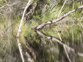 Reflection of tree on water in lake