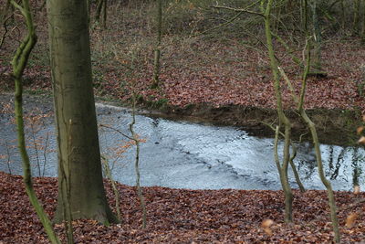 Plants growing on land in forest