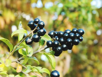 Close-up of black fruits growing on plant