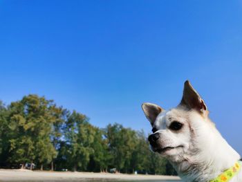 Dog looking away against blue sky