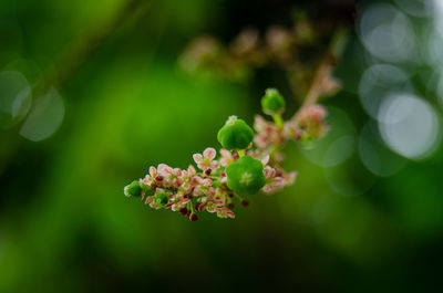 Star gooseberry flower is fresh organic natural in the garden, close up