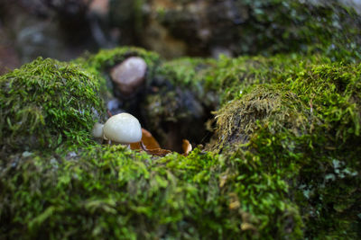 Close-up of mushroom growing on field