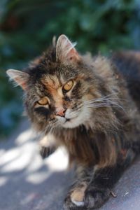 Close-up portrait of a cat