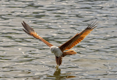 Seagull flying over lake