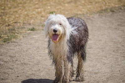 Portrait of dog sticking out tongue