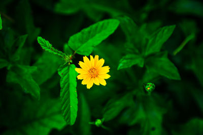 Close-up of yellow flowering plant