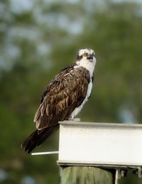 Close-up of osprey perching on wood