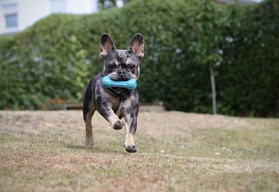 Dog running on field