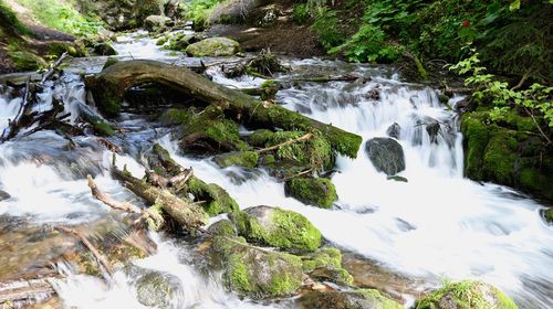 Scenic view of waterfall in forest