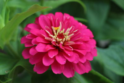 Close-up of pink flower