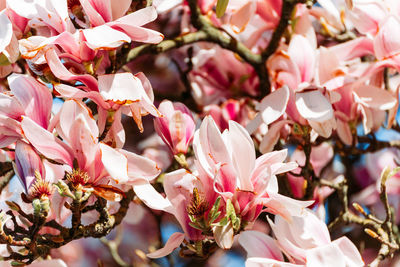 Full frame shot of pink cherry blossoms