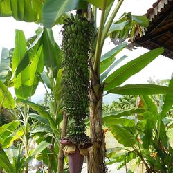 Close-up of green leaves