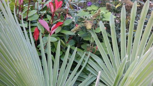 High angle view of plants