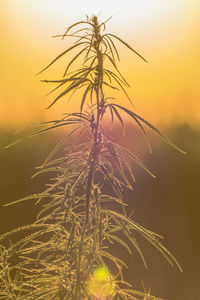 Low angle view of silhouette plants against sky during sunset