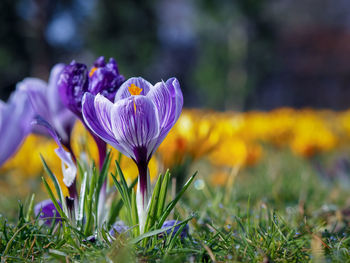 Close-up of purple crocus flowers on field