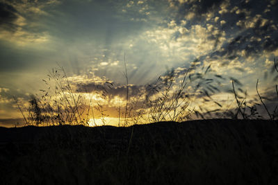 Silhouette plants on field against sky during sunset