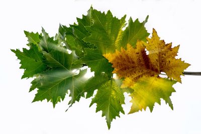 High angle view of leaves on plant against white background