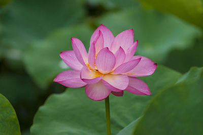 Close-up of pink water lily in pond