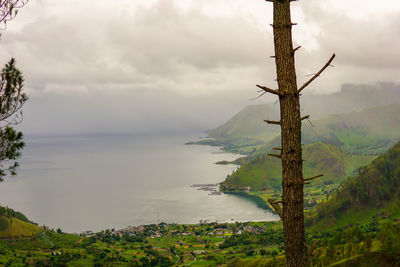 Scenic view of tree against sky