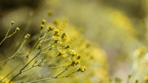 Close-up of yellow flowering plant on field