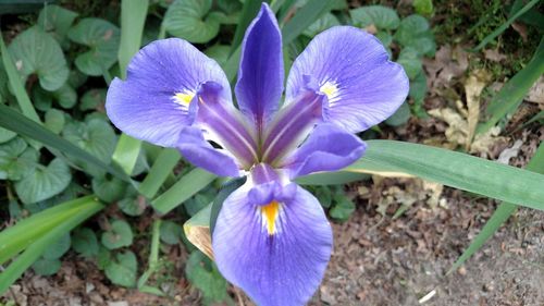 Close-up of purple flowers