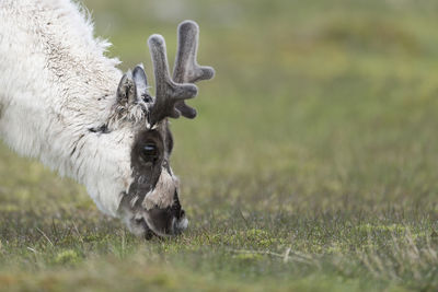 Deer in a field