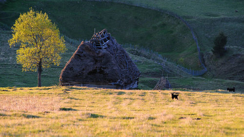 View of an animal on land