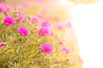 Close-up of pink flowering plants on field