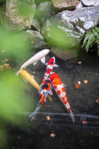 High angle view of frog on rock