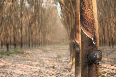 Close-up of wooden post on tree trunk in forest