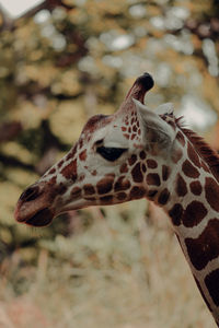 Close-up of giraffe