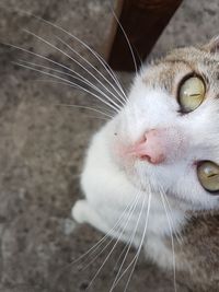 Close-up portrait of a cat