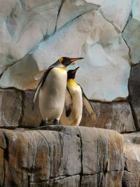 Close-up of birds perching on rock