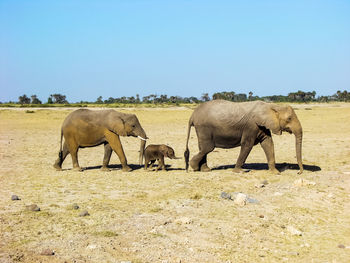 View of elephants on field against sky