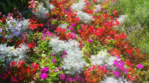 Flowers blooming outdoors