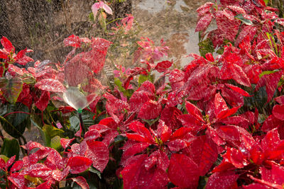 Close-up of red flowering plants during autumn