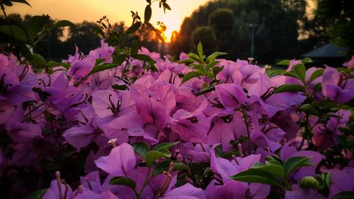Close-up of pink flowering plants against sky during sunset