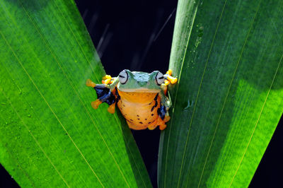 Close-up of insect on leaf