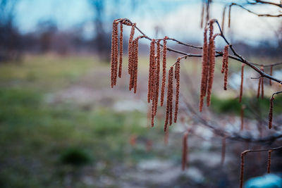 Close-up of snow on plants against sky